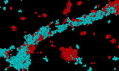 super-resolution image of cells